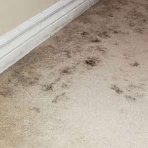 Carpet Mould Removal Brassall